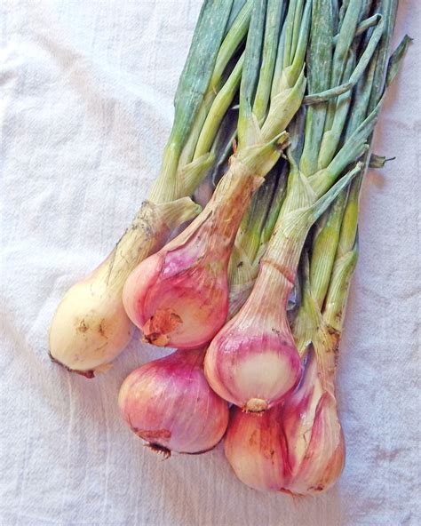 Shallots are members of the allium family, so botanically speaking, they’re actually just a type of onion. That means they’re similarly aromatic and pungent, and they might make you cry when you chop them, but compared to onions, shallots are much sweeter and milder. They also grow in clusters instead of single bulbs.